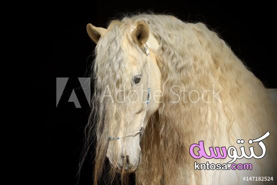 اجمل الصور للخيول العربية الاصيلة , اجمل خيول عربية اصيلة , خلفيات خيول وشعر kntosa.com_27_19_156