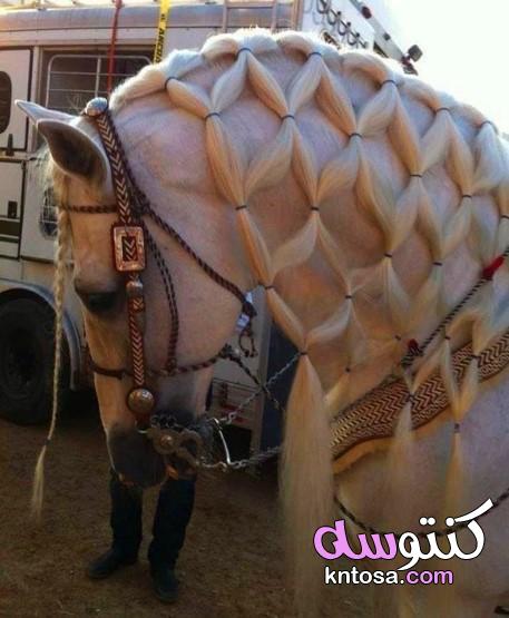 اجمل الصور للخيول العربية الاصيلة , اجمل خيول عربية اصيلة , خلفيات خيول وشعر kntosa.com_27_19_156
