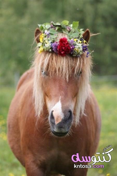 اجمل الخيول في العالم, اجمل خيول عربية اصيلة, اجمل الصور حصان في العالم,حصان أندلسي kntosa.com_28_19_155