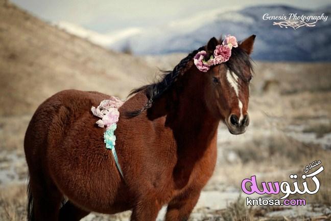 اجمل الخيول في العالم, اجمل خيول عربية اصيلة, اجمل الصور حصان في العالم,حصان أندلسي kntosa.com_28_19_155