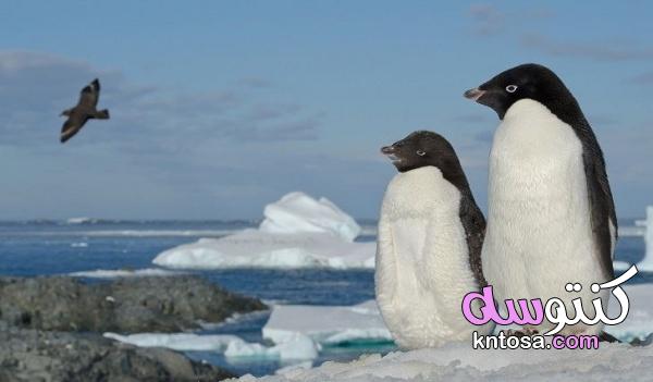 بالصور 10 من حيوانات القطب الجنوبي kntosa.com_28_19_156