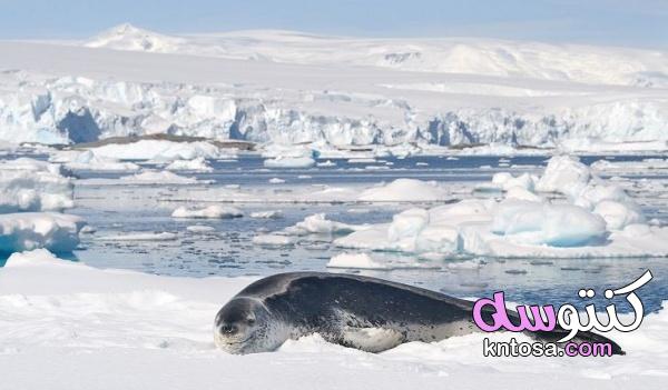 بالصور 10 من حيوانات القطب الجنوبي kntosa.com_28_19_156