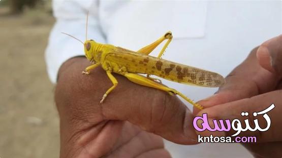 أفضل 8 حيوانات مرعبة تعيش في الصحراء kntosa.com_28_19_157