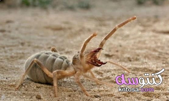 أفضل 8 حيوانات مرعبة تعيش في الصحراء kntosa.com_28_19_157