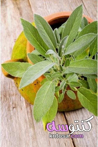 النباتات الطبية لتنمو في المنزل