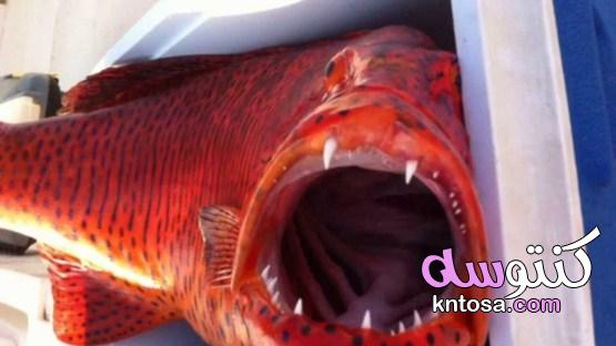 سمك الناجل، معلومات عن سمك الناجل kntosa.com_29_19_156