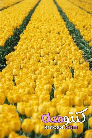 احلى صور زهور , زهرة التوليب الصفراء روعة kntosa.com_29_19_156