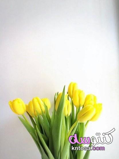 احلى صور زهور , زهرة التوليب الصفراء روعة kntosa.com_29_19_156