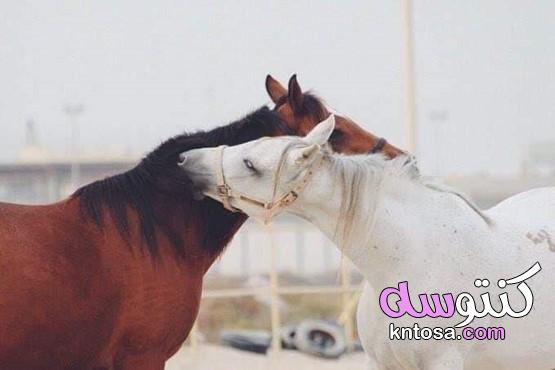 اجمل الصور للخيول العربية الاصيلة، رمزيات خيول رومانسيه، اجمل خيول عربية اصيلة،رمزيات خيول وبنات kntosa.com_29_19_157