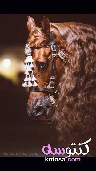 اجمل الصور للخيول العربية الاصيلة، رمزيات خيول رومانسيه، اجمل خيول عربية اصيلة،رمزيات خيول وبنات kntosa.com_29_19_157