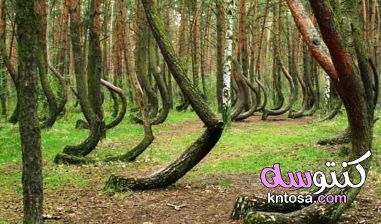 غابة الأشجار الملتوية معجزة بولندا التي أدهشت العالم 2020 kntosa.com_29_19_157