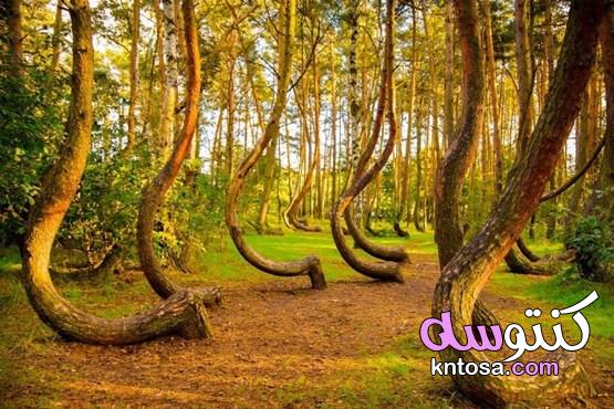 غابة الأشجار الملتوية معجزة بولندا التي أدهشت العالم 2020 kntosa.com_29_19_157