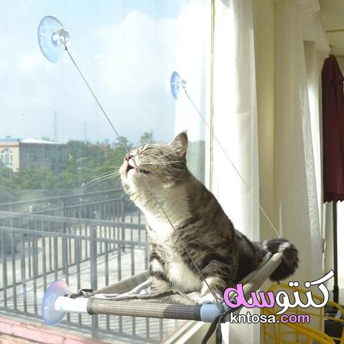أفضل 10 هدايا لمحبي القطط kntosa.com_29_21_163