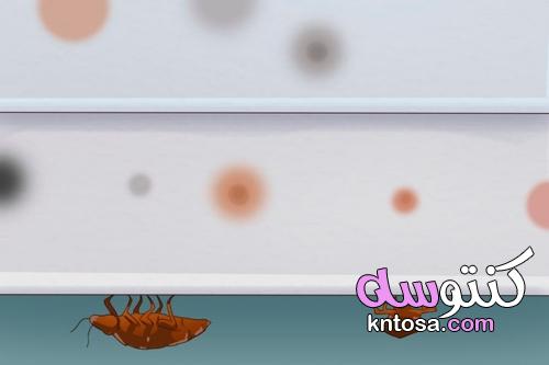 5 علامات تدل على وجود حشرات الفراش في منزلك kntosa.com_29_22_164