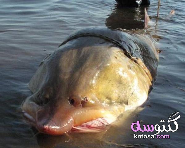 أكبر أسماك المياه العذبة في العالم, بالصور اضحم انواع الاسماك, اكبر سمكه على وجه الارض,ماهي اكبر سمك kntosa.com_30_19_154