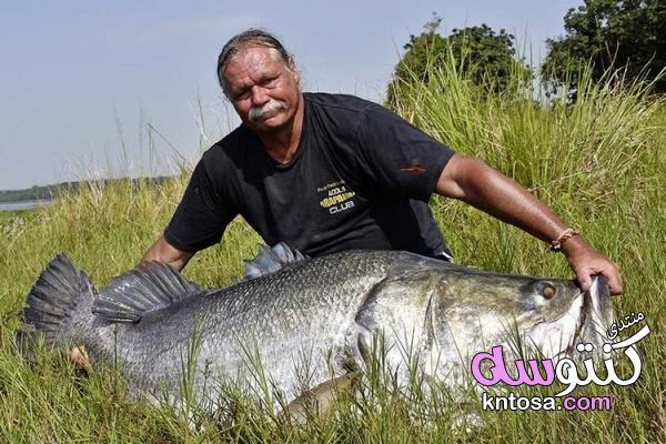 أكبر أسماك المياه العذبة في العالم, بالصور اضحم انواع الاسماك, اكبر سمكه على وجه الارض,ماهي اكبر سمك kntosa.com_30_19_154