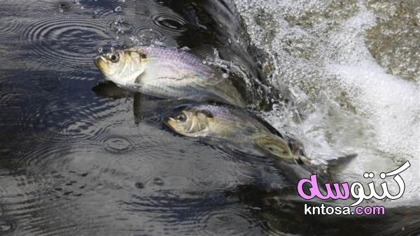 ما هي أنواع أسماك الرنجة,معلومات عن سمك الرنجة,رنكة kntosa.com_30_19_156