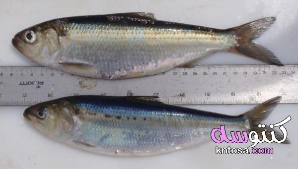 ما هي أنواع أسماك الرنجة,معلومات عن سمك الرنجة,رنكة kntosa.com_30_19_156