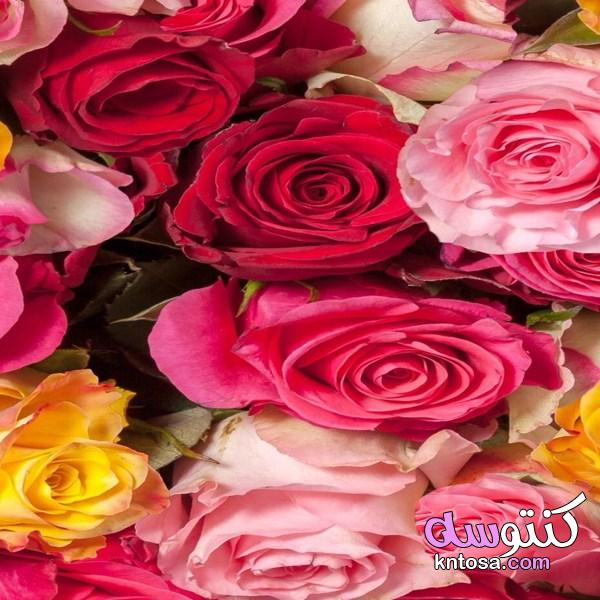 باقات ورد رائعة، ورود وأزهارمبهجة،أجمل الورود المتنوعة، ورود رائعه أجمل الورود والأزهارالمختلفة2020 kntosa.com_30_19_156