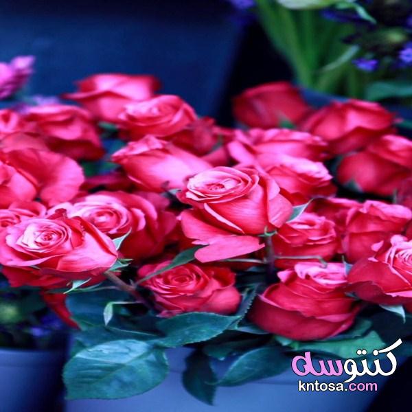 باقات ورد رائعة، ورود وأزهارمبهجة،أجمل الورود المتنوعة، ورود رائعه أجمل الورود والأزهارالمختلفة2020 kntosa.com_30_19_156