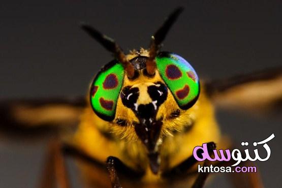 كيف يكشف التصوير عن قرب روعة عالم الحشرات المذهل جمال تصوير الماكرو2022 kntosa.com_30_20_160
