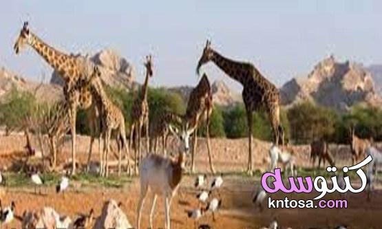 حديقة الحيوان في دبي kntosa.com_30_21_163