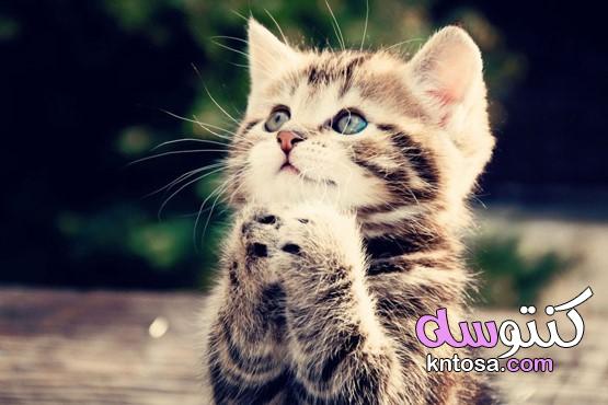 أجمل الصور قطط صغيرة،قطط روعة،اجمل قطة في الكون،قطط جميلة بيضاء kntosa.com_31_20_160