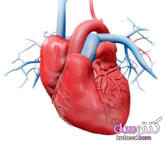 أجزاء القلب | أبرز 4 وظائف لأجزاء القلب