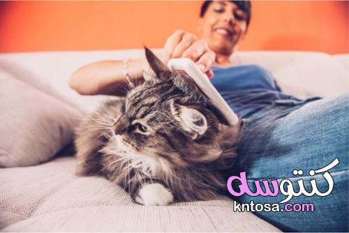 كيفية إزالة شعر القط من الملابس والأرائك kntosa.com_31_22_164